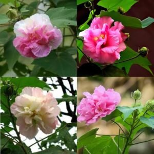 Sthal Padma/Land Lotus Healthy Live Plant