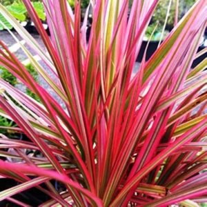Dracena Marginata Tricolor Ornamental Indoor Plant - Image 3