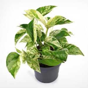 Marble Queen Indoor Money Plant - Image 2