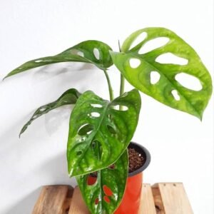 Monstera Adansonil(Broken Heart) Healthy Live Plant - Image 3
