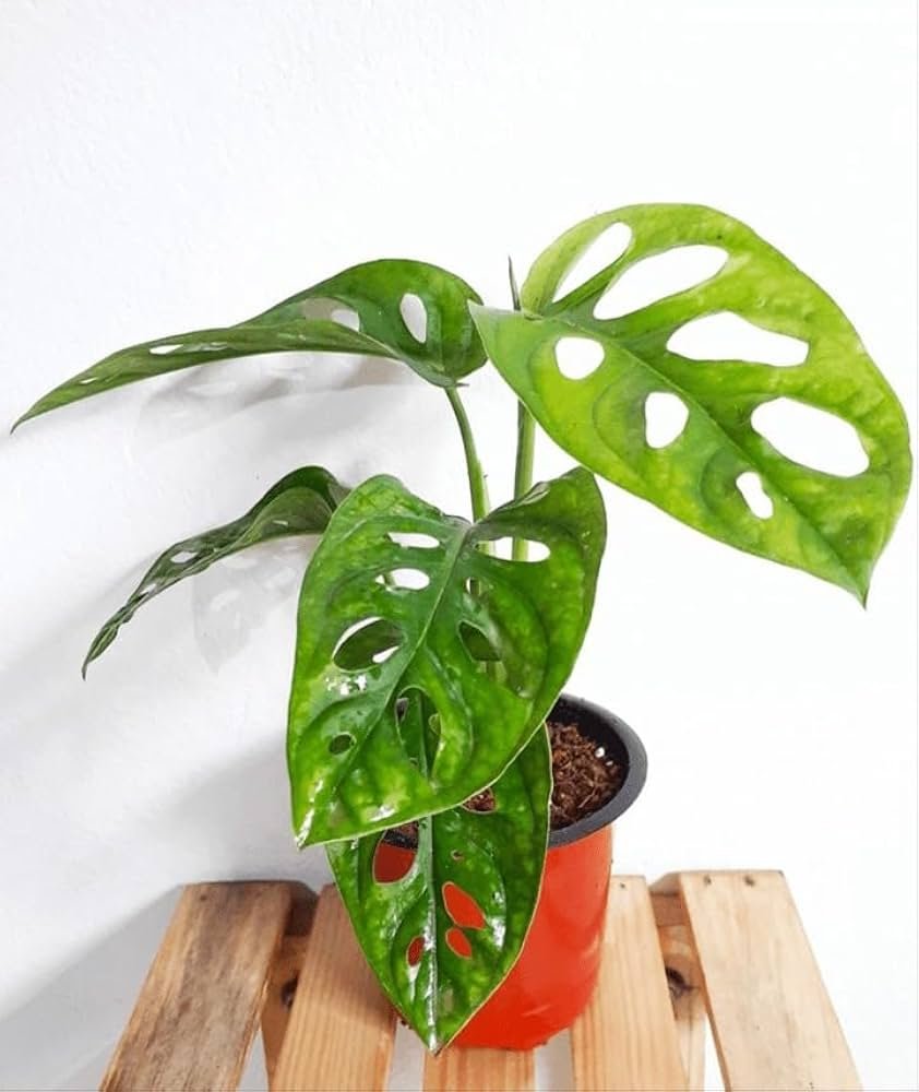 Monstera Adansonil(Broken Heart) Healthy Live Plant - Image 3