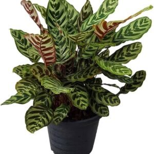 Calathea Makoyana Peacock Indoor Plant