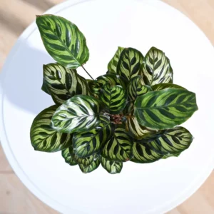 Calathea Makoyana Peacock Indoor Plant - Image 2