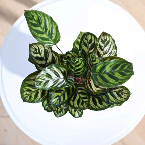 Calathea Makoyana Peacock Indoor Plant