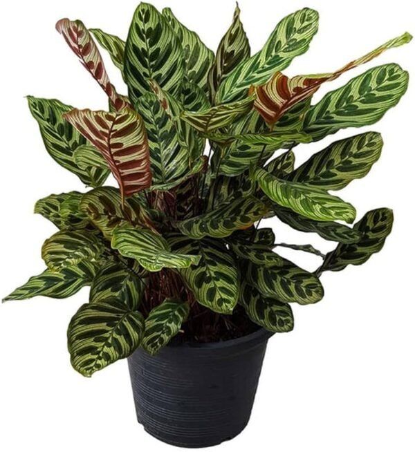 Calathea Makoyana Peacock Indoor Plant