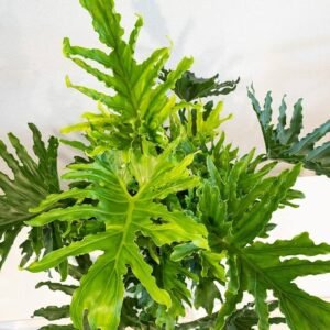 Philodendron Selloum Indoor Split Leaf Plant - Image 3