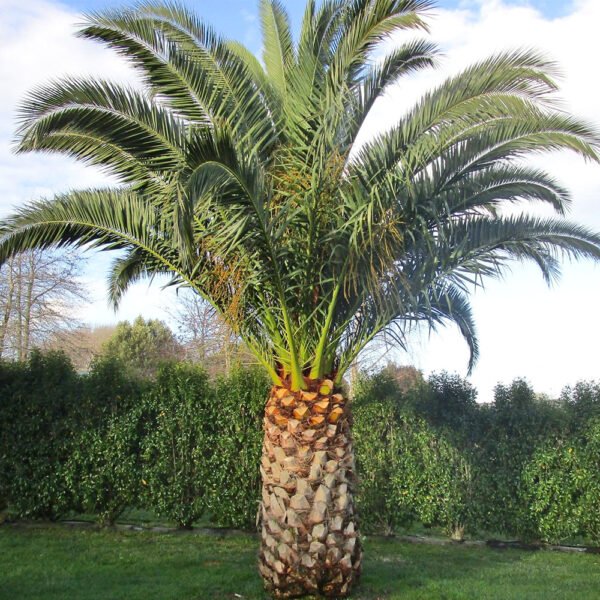 Phoenix Palm Indoor Plant