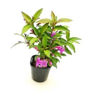 Pink Tagar/Chandni Jasmine Single Petal Healthy Live Plant - Image 3