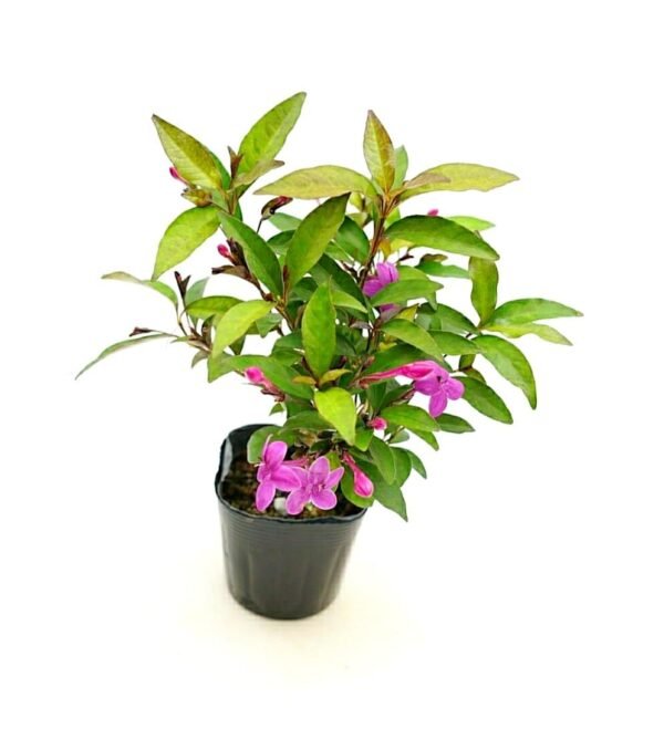 Pink Tagar/Chandni Jasmine Single Petal Healthy Live Plant