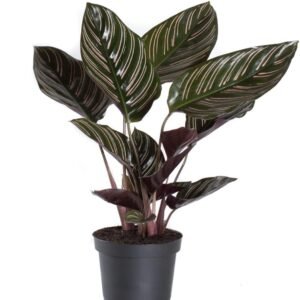 Calathea Ornata Pinstripe Indoor Plant - Image 4