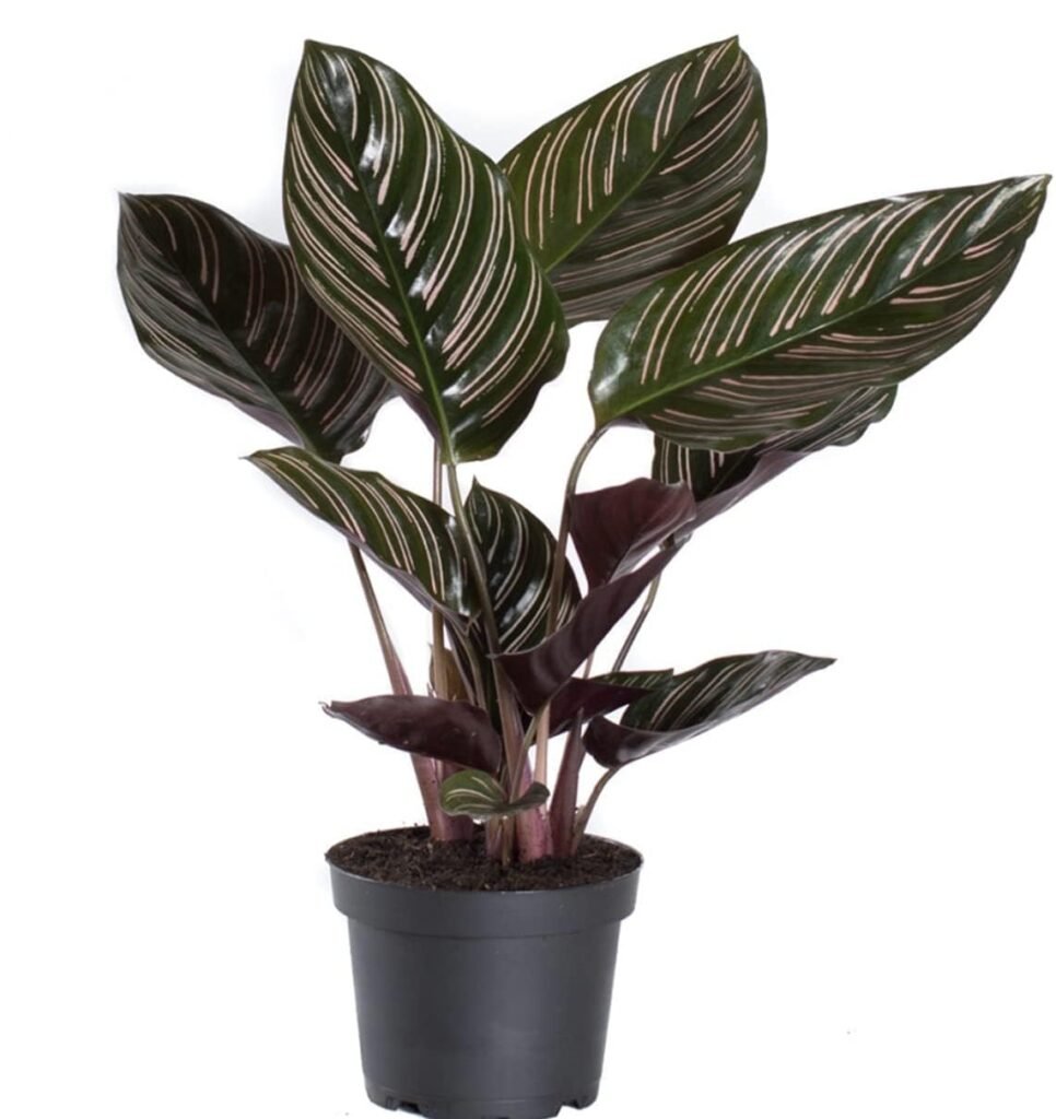Calathea Ornata Pinstripe Indoor Plant