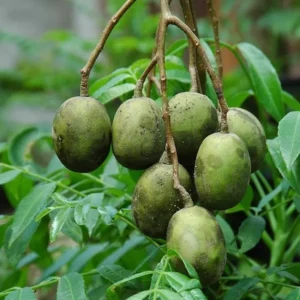 Hybrid Hog Plum/Amra Fruit Healthy Plant
