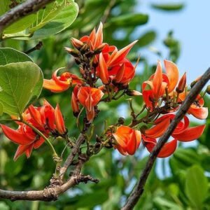 Palash/Flame Of The Forest(Butea Monosperma) Hybrid Healthy Plant