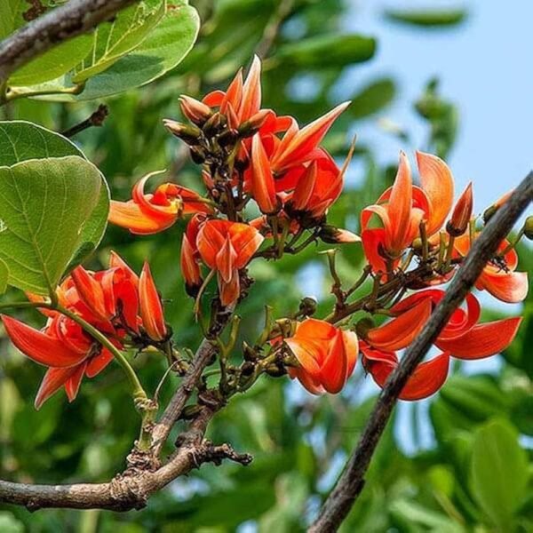 Palash/Flame Of The Forest(Butea Monosperma) Hybrid Healthy Plant