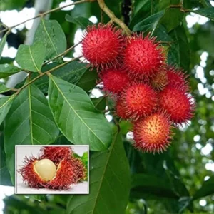 Rambutan Healthy Fruit Plant