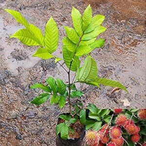 Rambutan Healthy Fruit Plant - Image 2