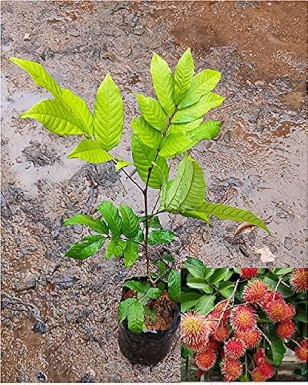 Rambutan Healthy Fruit Plant