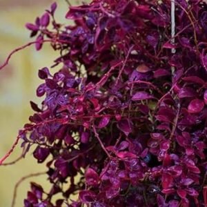 Red Hedge Ornamental Indoor Plant - Image 2