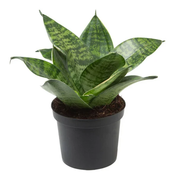 Dwarf Green Snake Healthy Plant