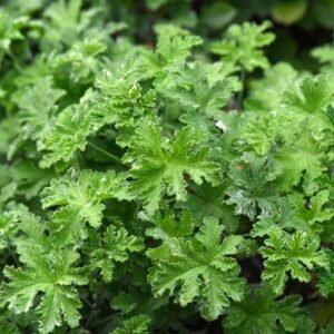 Scented Geranium(citronella) Odomos Indoor Plant - Image 3