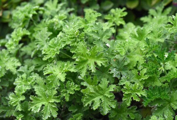 Scented Geranium(citronella) Odomos Indoor Plant