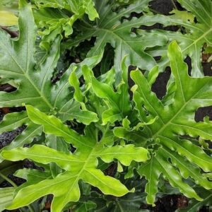 Philodendron Selloum Indoor Split Leaf Plant - Image 2