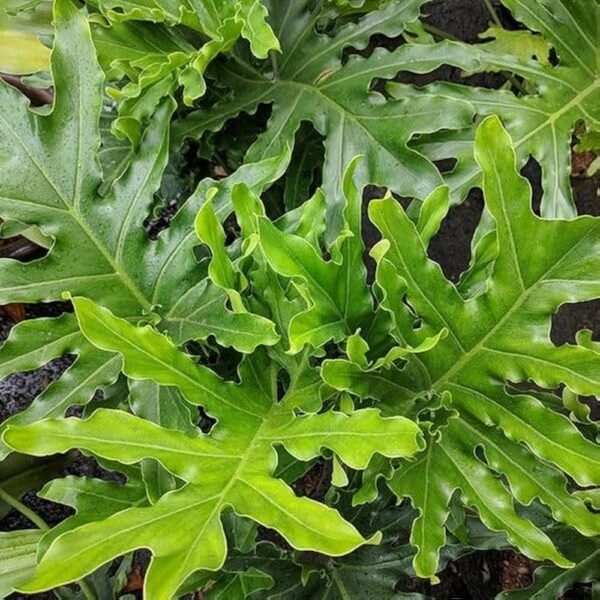 Philodendron Selloum Indoor Split Leaf Plant