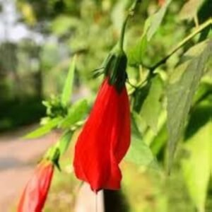 Red Sleeping Hibiscus (Malvaviscus arboreus) Flower Healthy Live Plant - Image 2