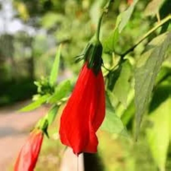 Red Sleeping Hibiscus (Malvaviscus arboreus) Flower Healthy Live Plant
