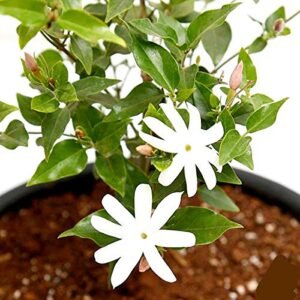 Kunda/Star Downy Jasmine Healthy Flower Plant - Image 2