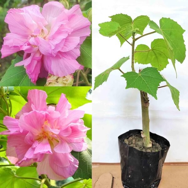 Sthal Padma/Land Lotus Healthy Live Plant