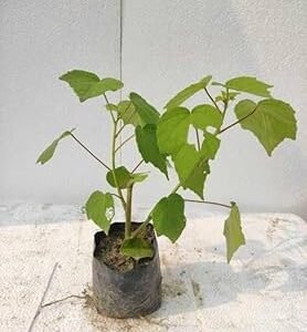 Sthal Padma/Land Lotus Healthy Live Plant - Image 3