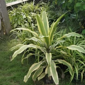 Dracaena Victoria Healthy Indoor Plant - Image 2