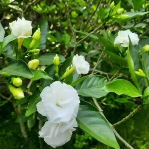 Double Petal Chandni (Tagar) Jasmine Flower Plant - Image 3
