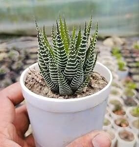 Zebra Haworthia Succulent Indoor Plant - Image 5