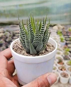 Zebra Haworthia Succulent Indoor Plant