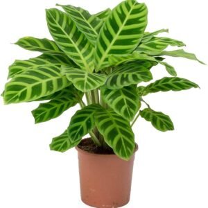 Calathea Zebrina Zebra Indoor Plant