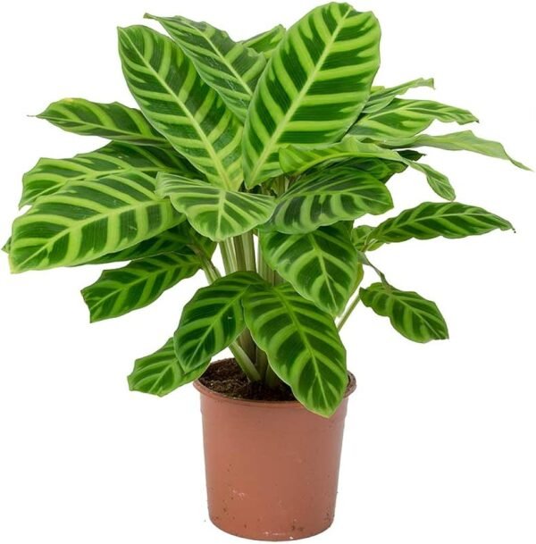 Calathea Zebrina Zebra Indoor Plant