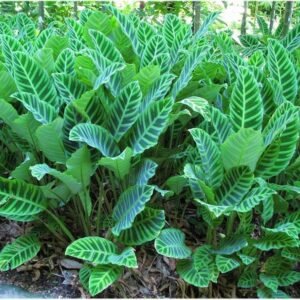 Calathea Zebrina Zebra Indoor Plant - Image 3