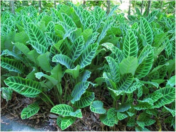 Calathea Zebrina Zebra Indoor Plant