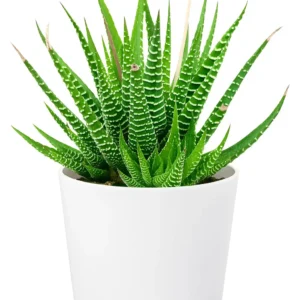 Zebra Haworthia Succulent Indoor Plant