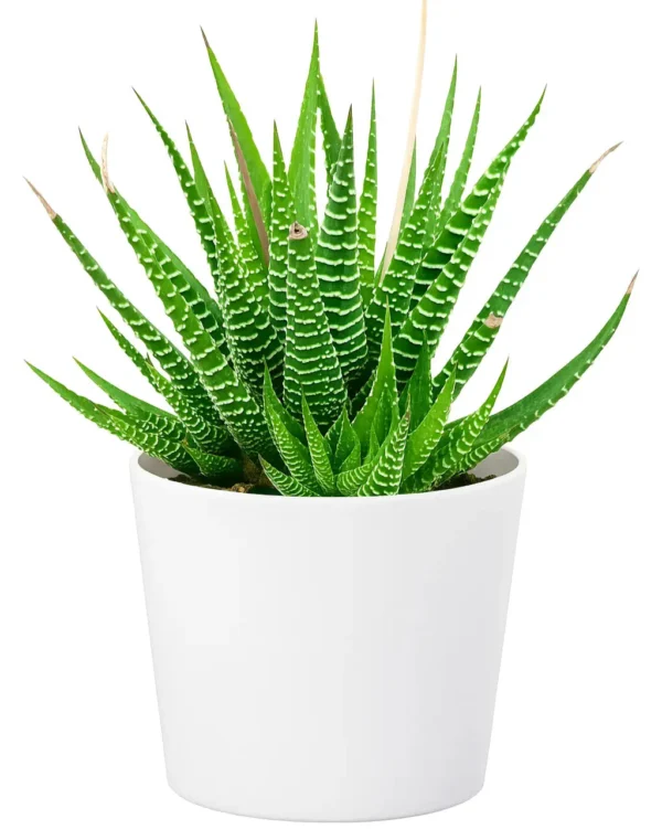 Zebra Haworthia Succulent Indoor Plant