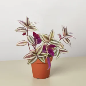 Wandering dude (Tradescantia zebrina) Indoor Healthy Plant - Image 2