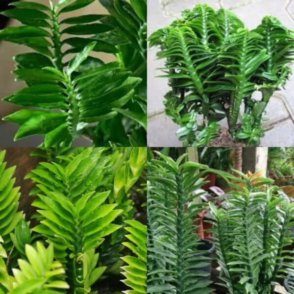 Devil's Backbone/Zig Zag Pedilanthus Tithymaloides Indoor Live Plant