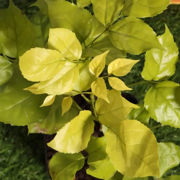 Golden China Doll(Radermachera Sinica) Healthy Live Plant