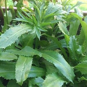 Thai Long Coriander Hybrid Healthy Live Plant - Image 3