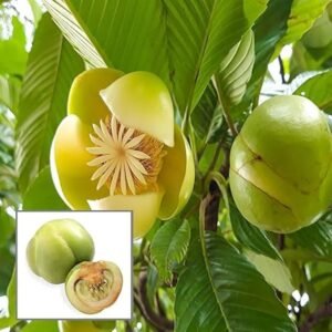 Hybrid Elephant Apple(Chalta) All Season Fruit Healthy Plant