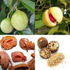 Jaiphal/Jatikkai/Jathikai Nutmeg Healthy Herbal Plant - Image 3