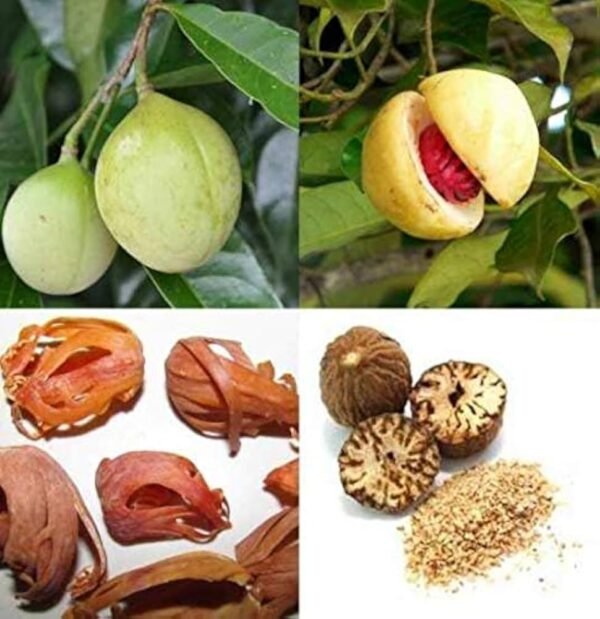 Jaiphal/Jatikkai/Jathikai Nutmeg Healthy Herbal Plant