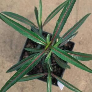 Bishalyakarani/Nuriya/Kapurlata/Purititige(Barleria Lupulina)Healthy Herbal Plant - Image 4